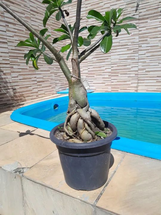 Casa Temporada com Piscina - Foto 2