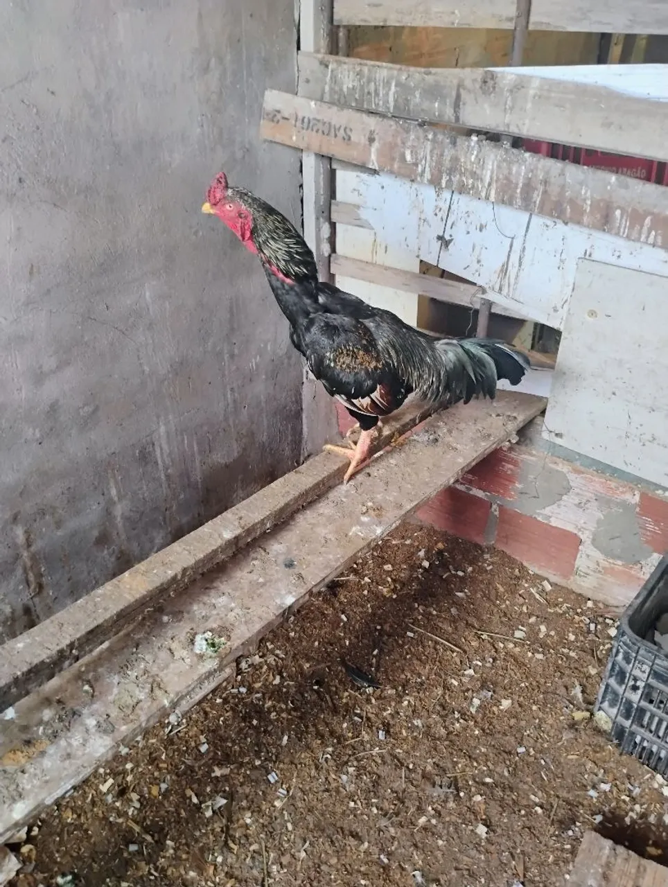 Vende se galo carioca nanico