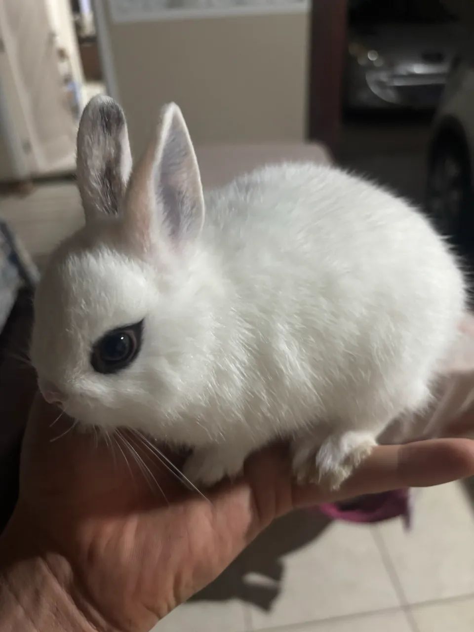 Coelhos mini  Nertland (filhotes)