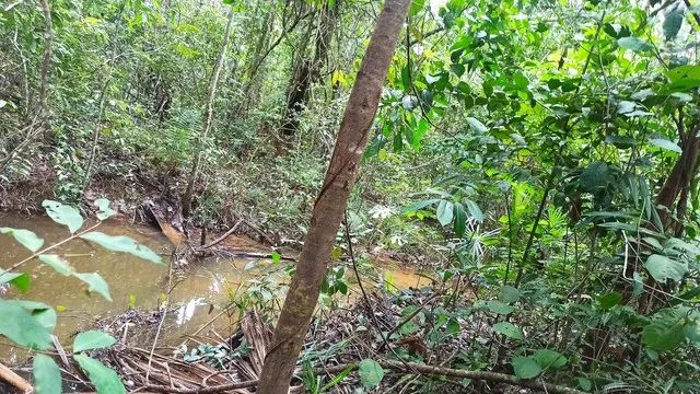 Fazenda escriturada GEO e CAR com 310 hectares terra cultura próximo rodovia - Foto 4