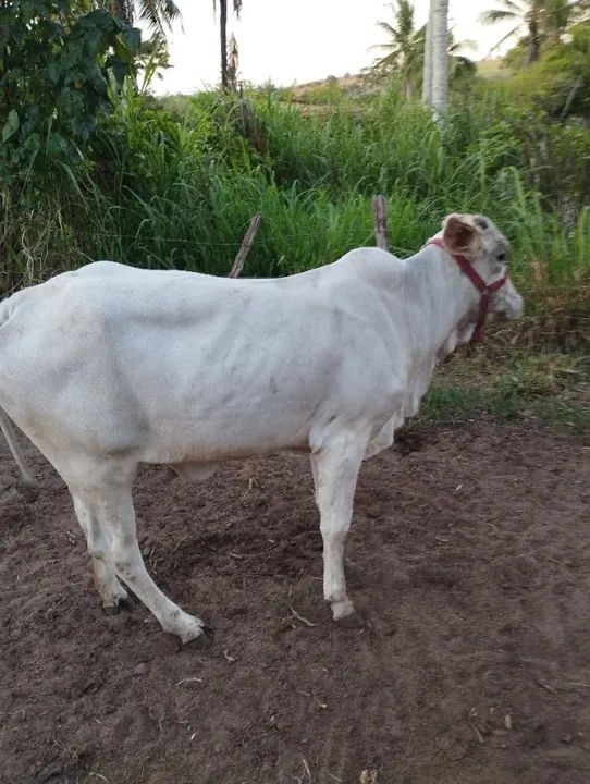 Bezerra nelore  - Foto 3