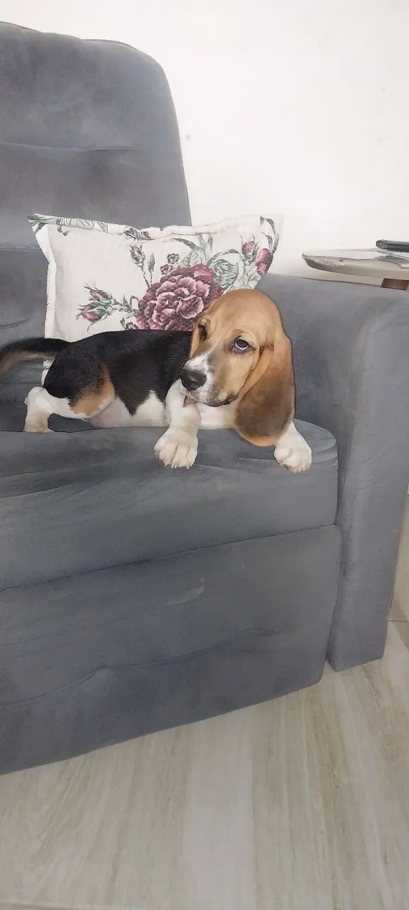 Filhote Beagle - Foto 3