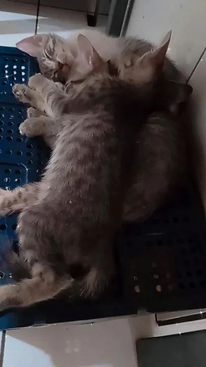 Doação de gatooso - Foto 3