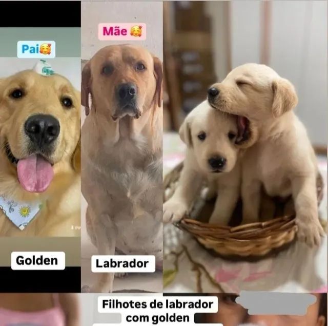 Golden x labrador 