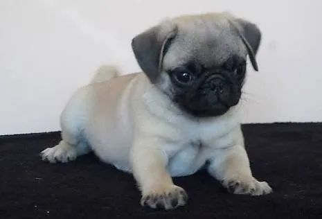 Pug os mais fofos de são Paulo - Foto 2