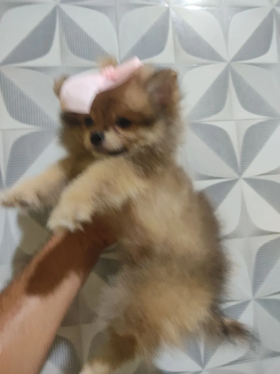 Filhote de Spitz Alemão Anão