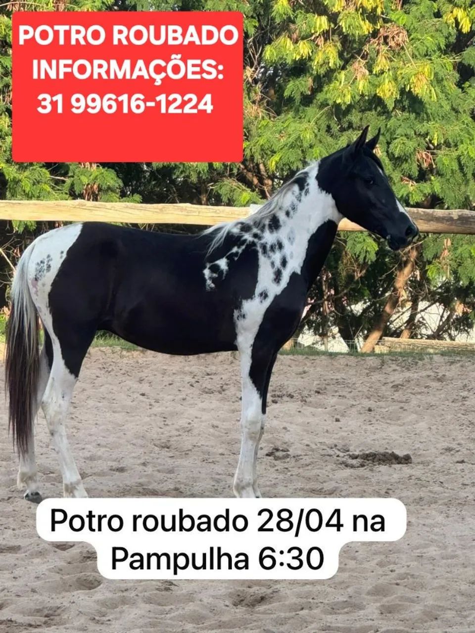 Cavalo Potro roubado na Pampulha * 