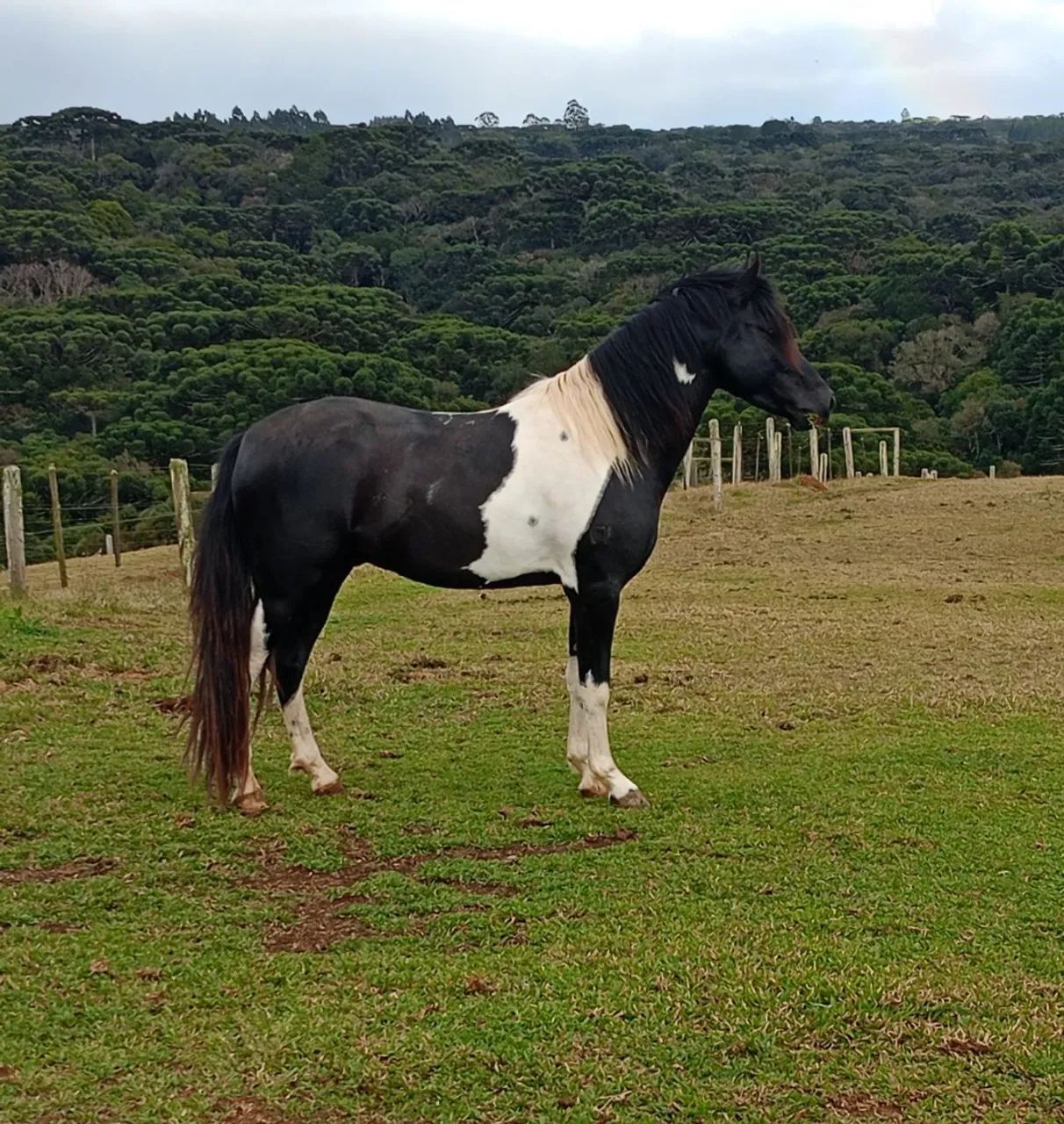 Cavalo Garanhao Mangalarga Marchador - Foto 2