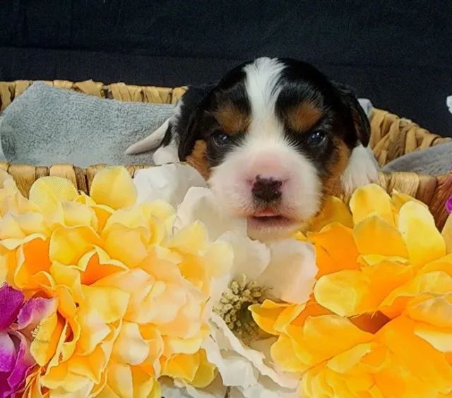 Cavalier King Charles macho saudável, dócil e com manual