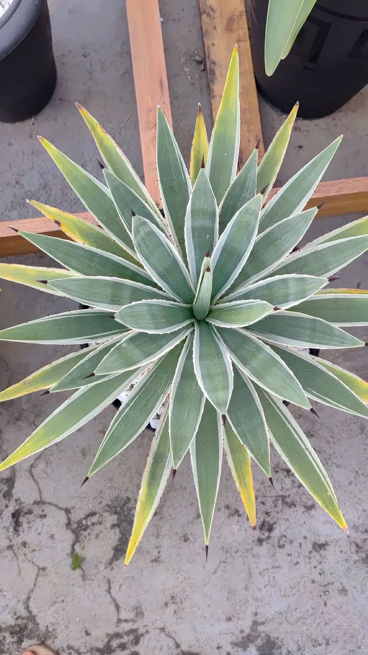 Planta Agave Piteira-do-Caribe - Foto 4