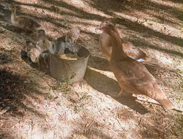 Pato Muscovy Chocolate - Foto 4