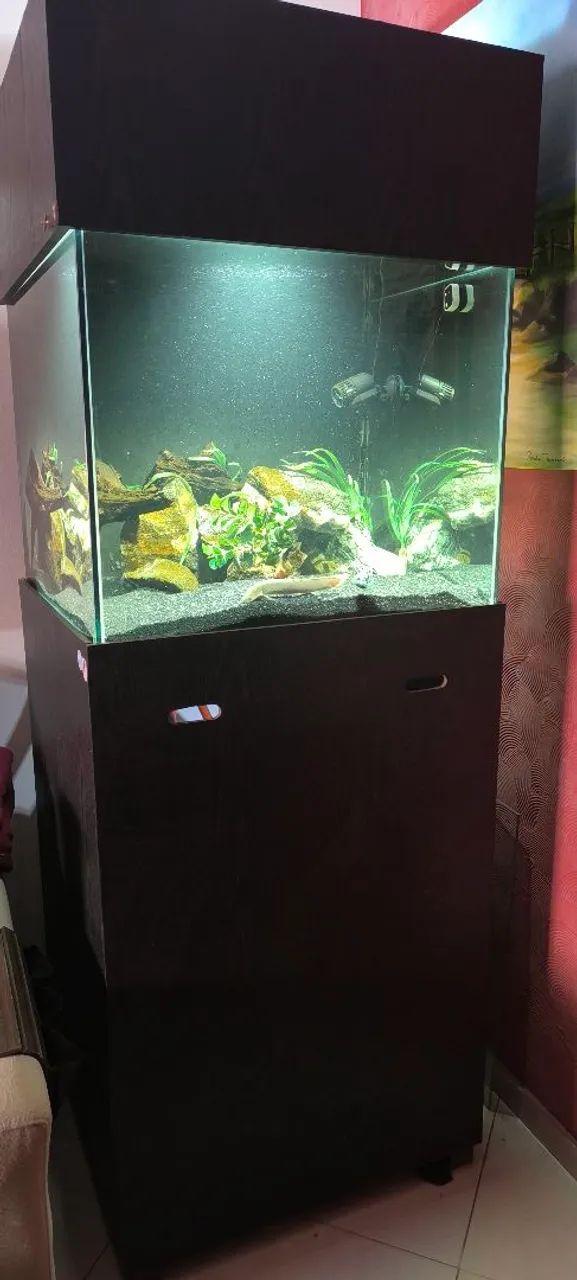 Aquário completo.  - Foto 2