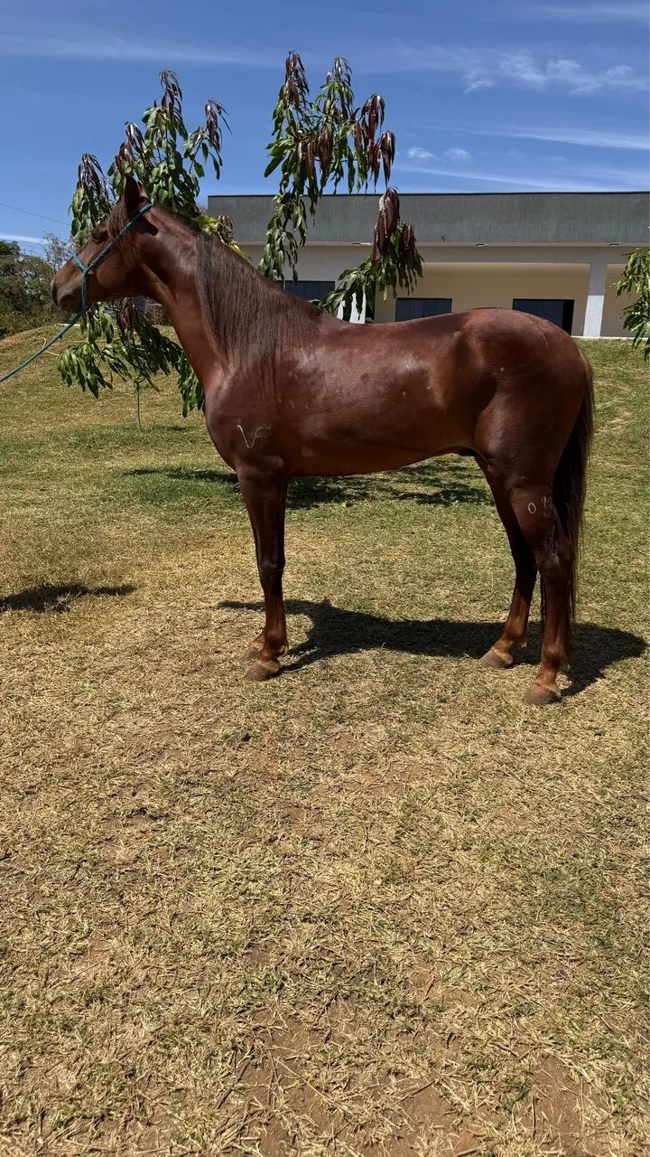 Cavalo mangalarga Marchador registrado  - Foto 2