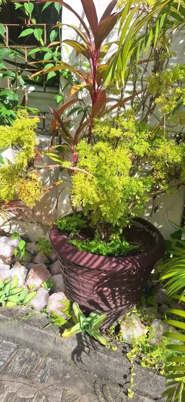 Vaso de Planta com Planta Ornamental - Foto 3