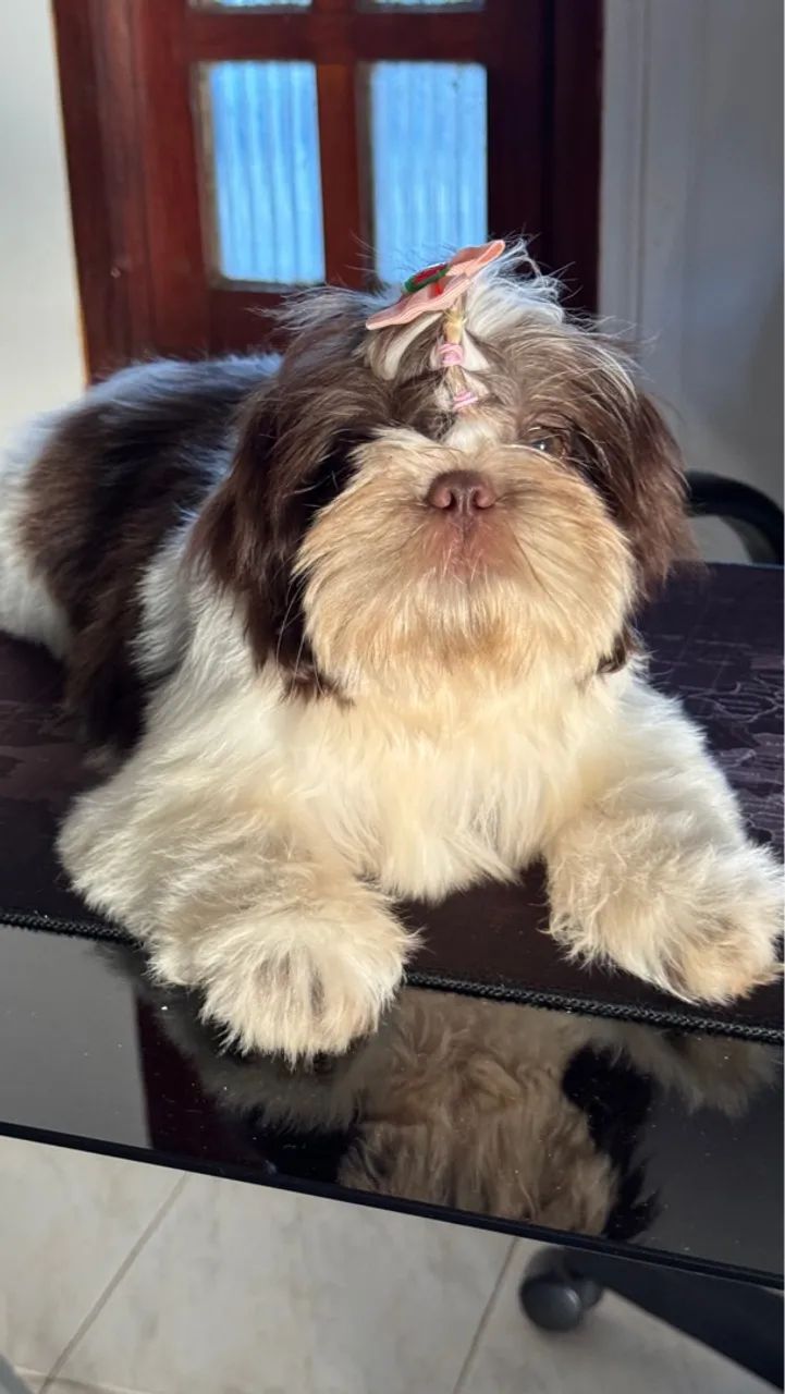 Shih Tzu FÊMEA CHOCOLATE 