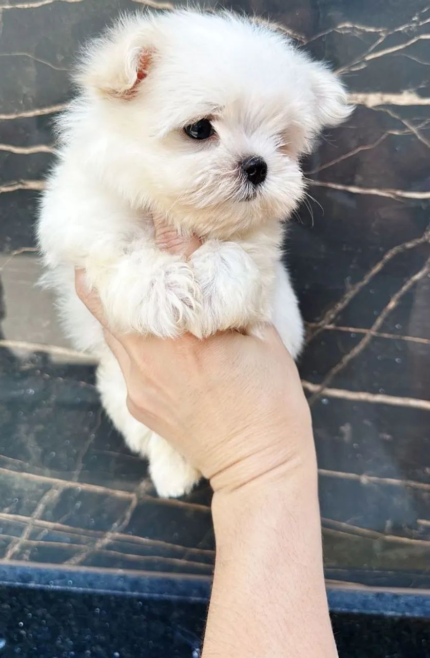 Maltês Micro Macho Liberado!! Excelente Linhagem.  - Foto 2
