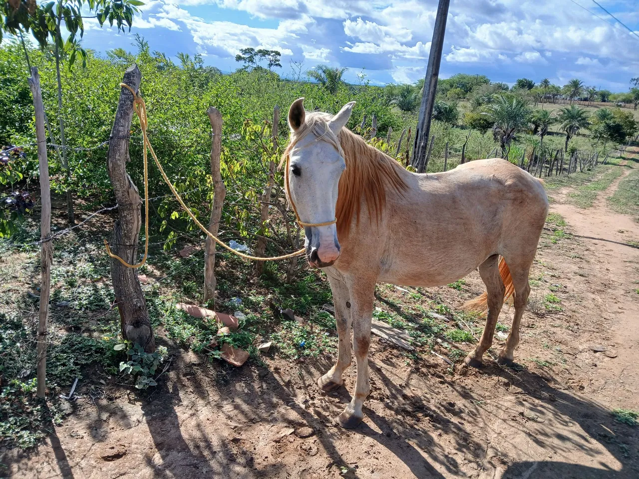 Egua pra vender