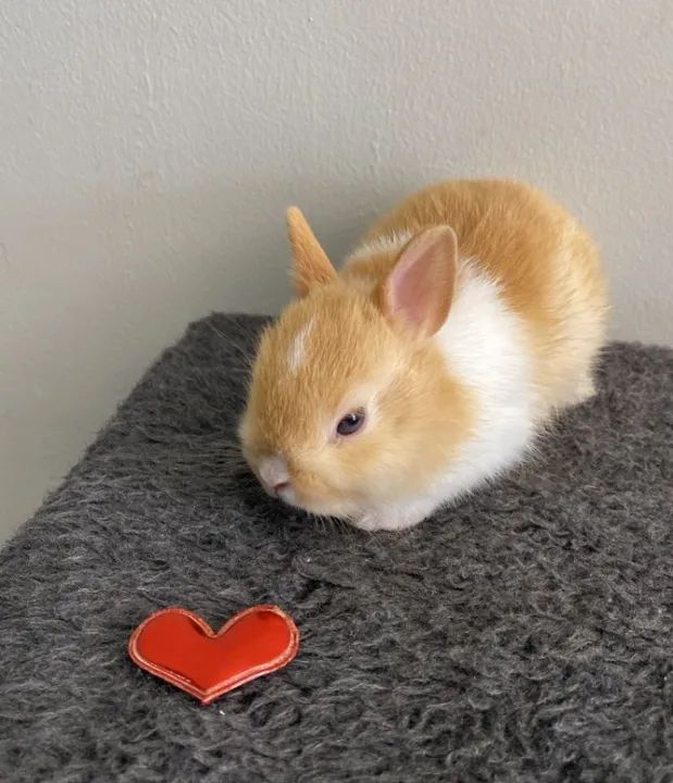 coelho anao - Foto 2