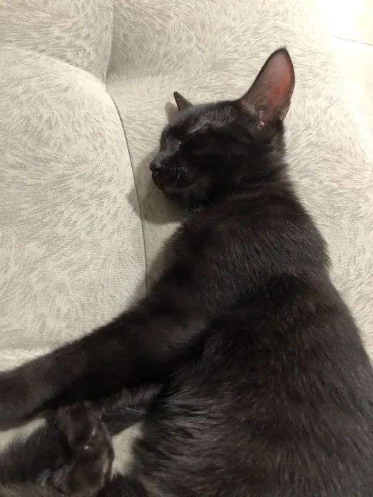 Gatinhos filhotes pra adoção (gato) - Foto 2