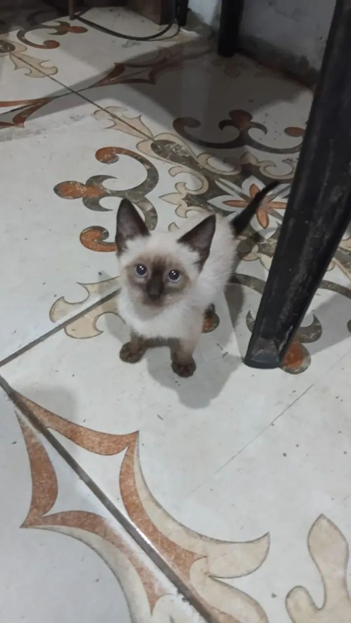 Casal gato Siamês 64842813781761125