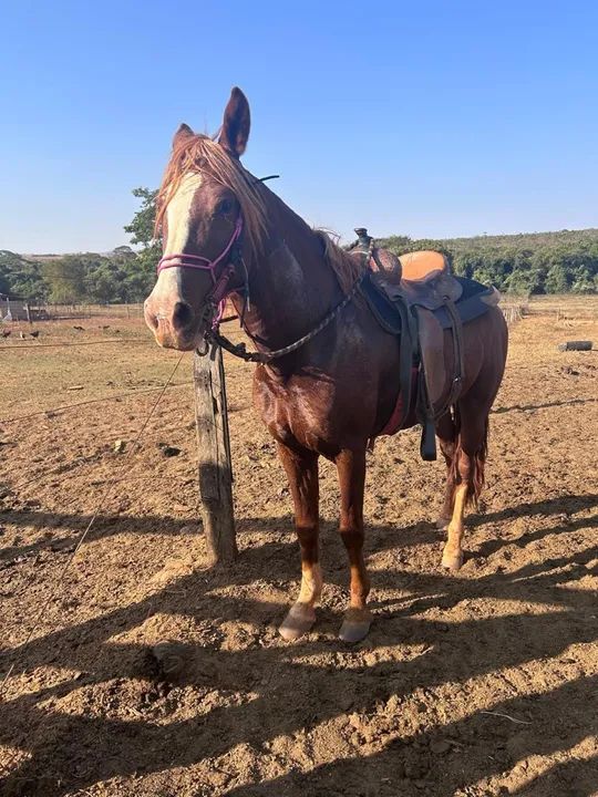 Cavalo Mangalarga Marchador para venda - Foto 2