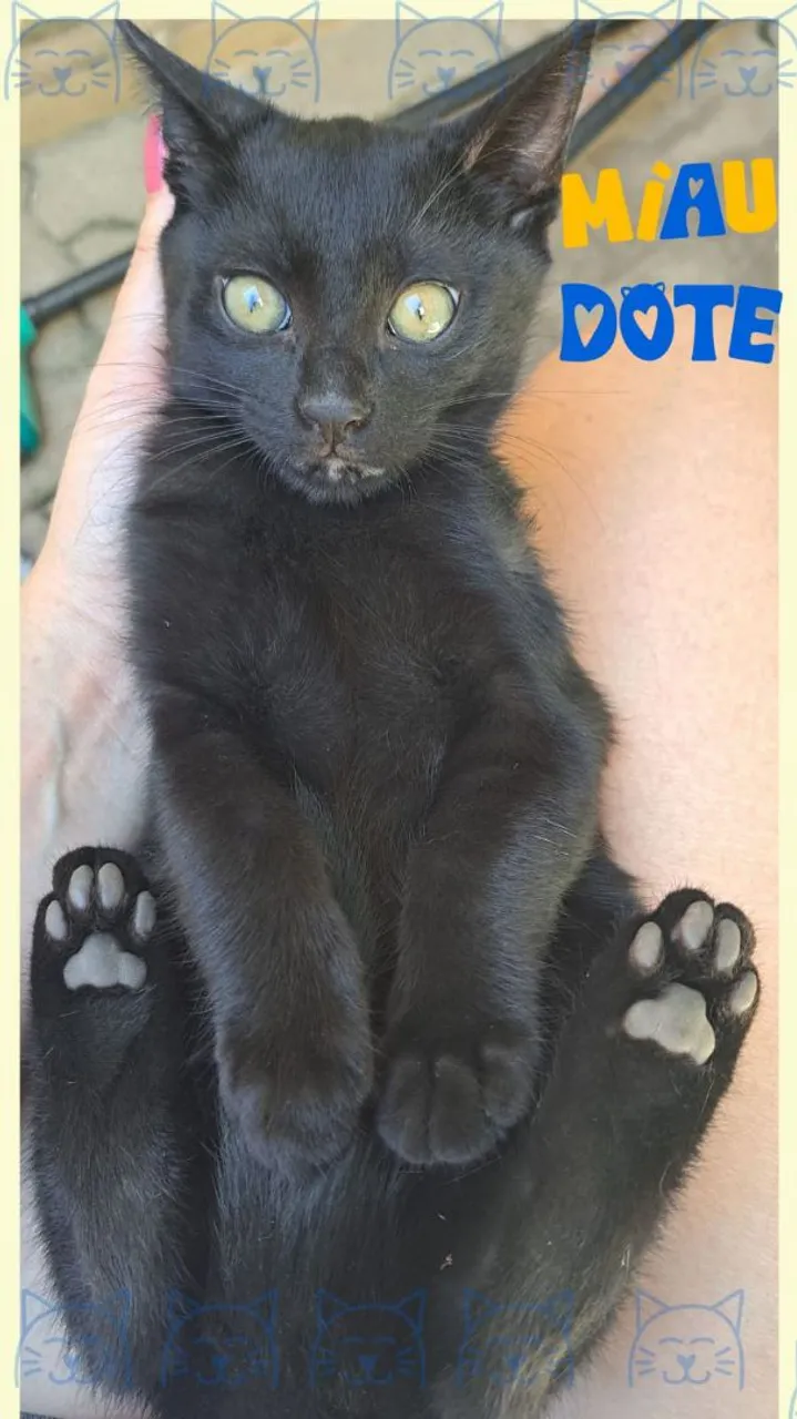 Gatinho Preto para Adoção - MUITO FOFO! *Ganha castração*