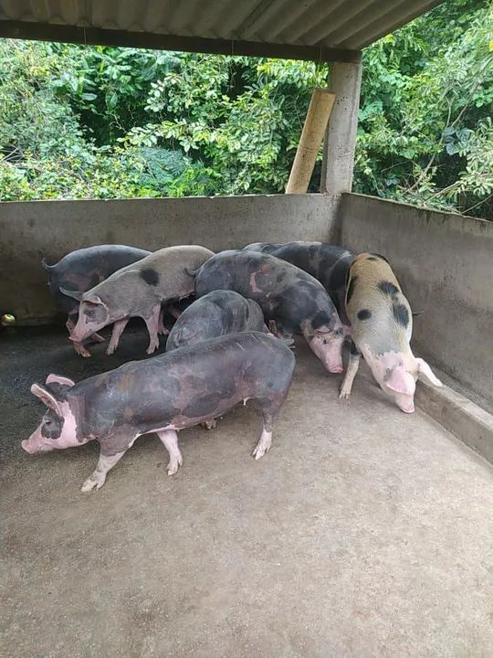Vendo porcos pra matriz , reprodutor, e engorda  - Foto 3