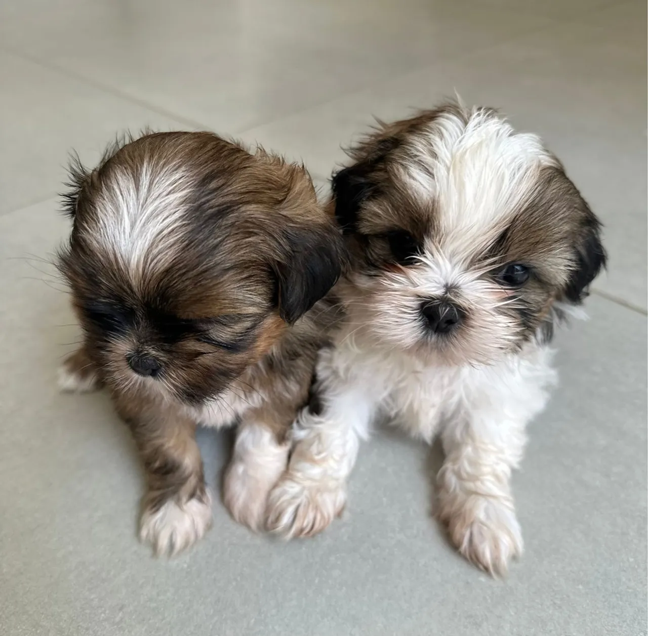 Filhotes de Shih-tzu à venda!
