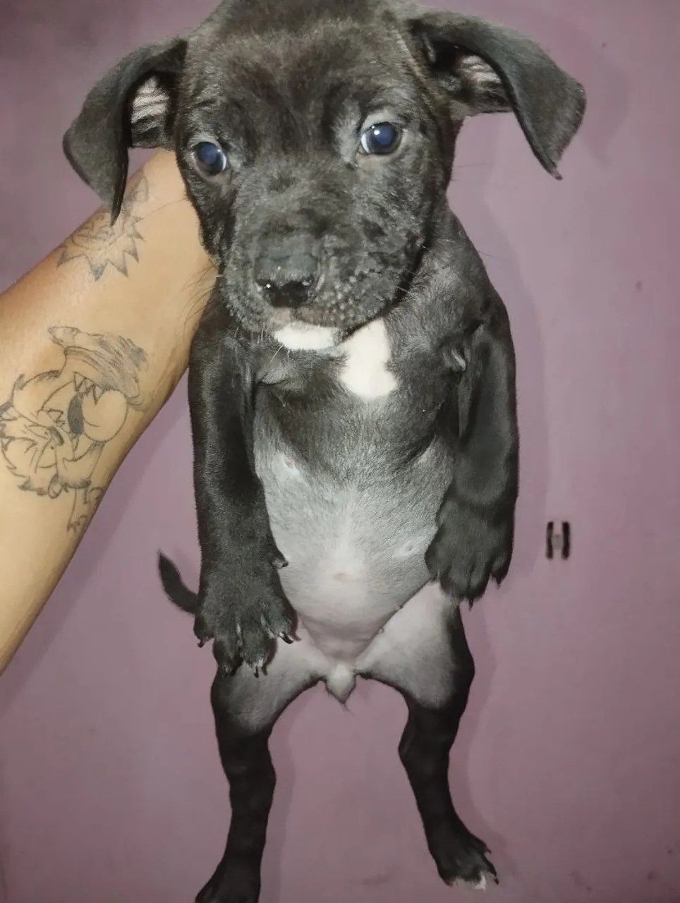 Filhote de Pitbull