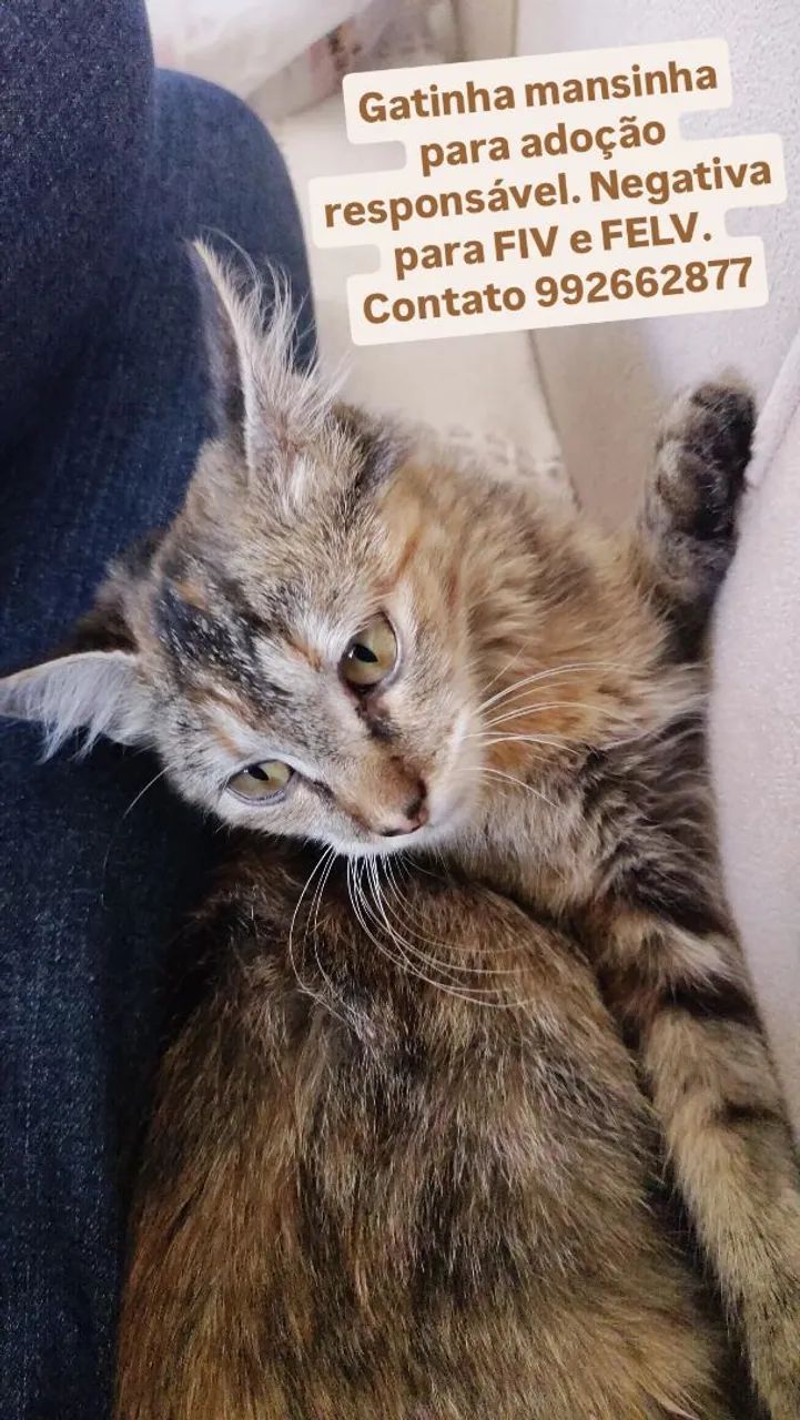 Gatinha em Anápolis procurando Lar - Foto 5