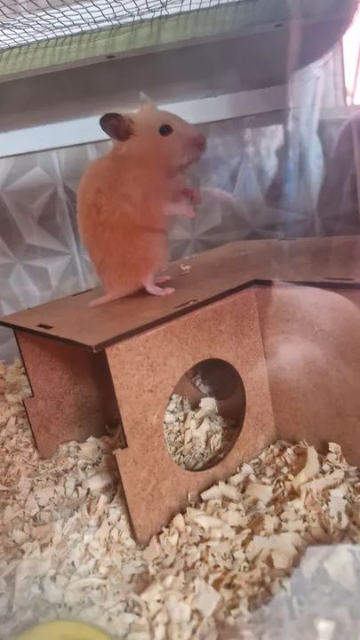 Filhotes de hamster sírio - Foto 5