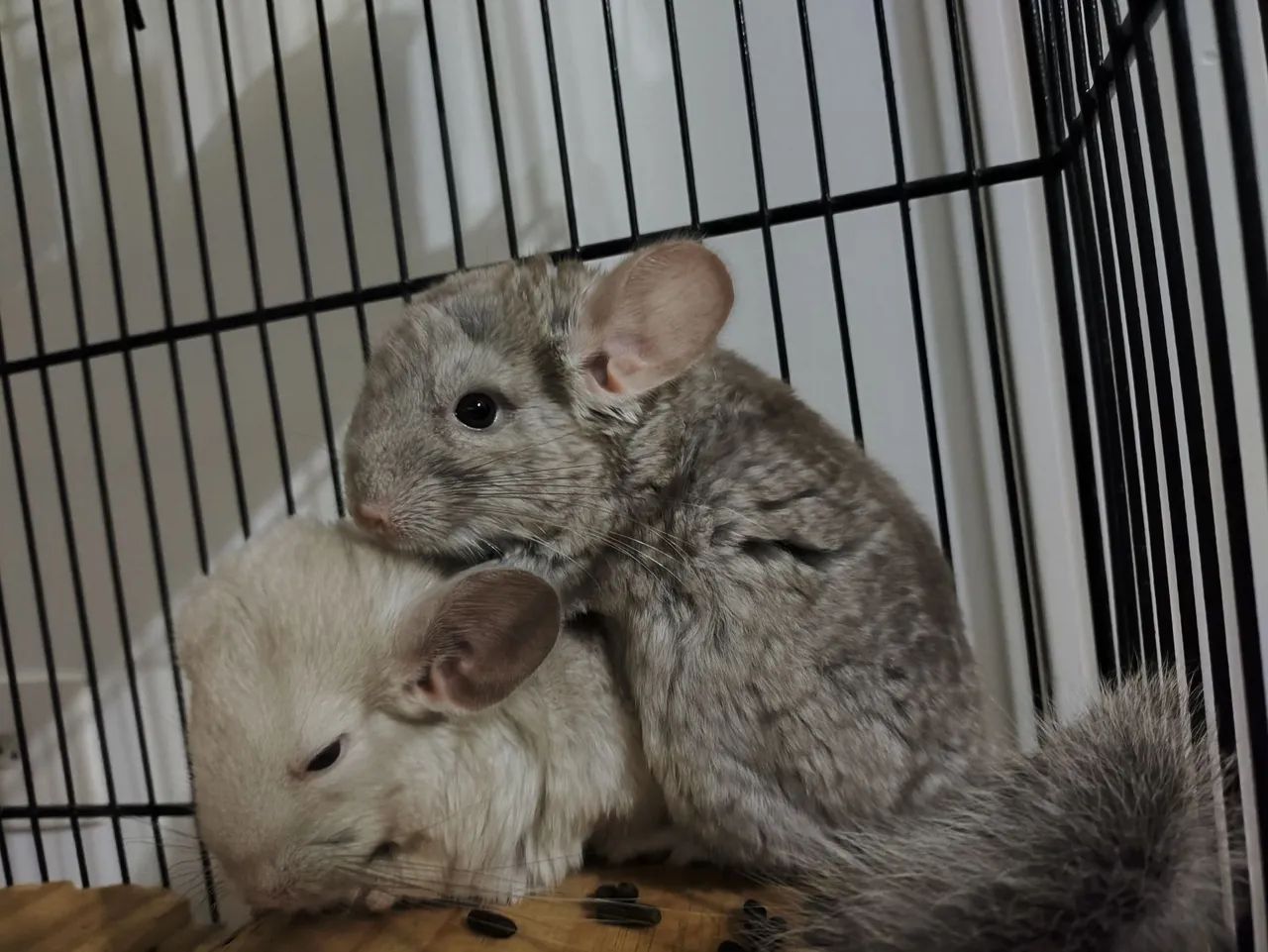 Filhotes de Chinchila com 70 dias - Foto 2