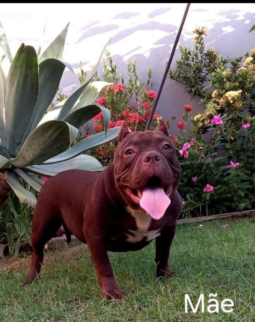 American Bully para cobertura  - Foto 4