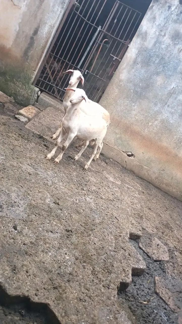 Carneiras prenhas  - Foto 4