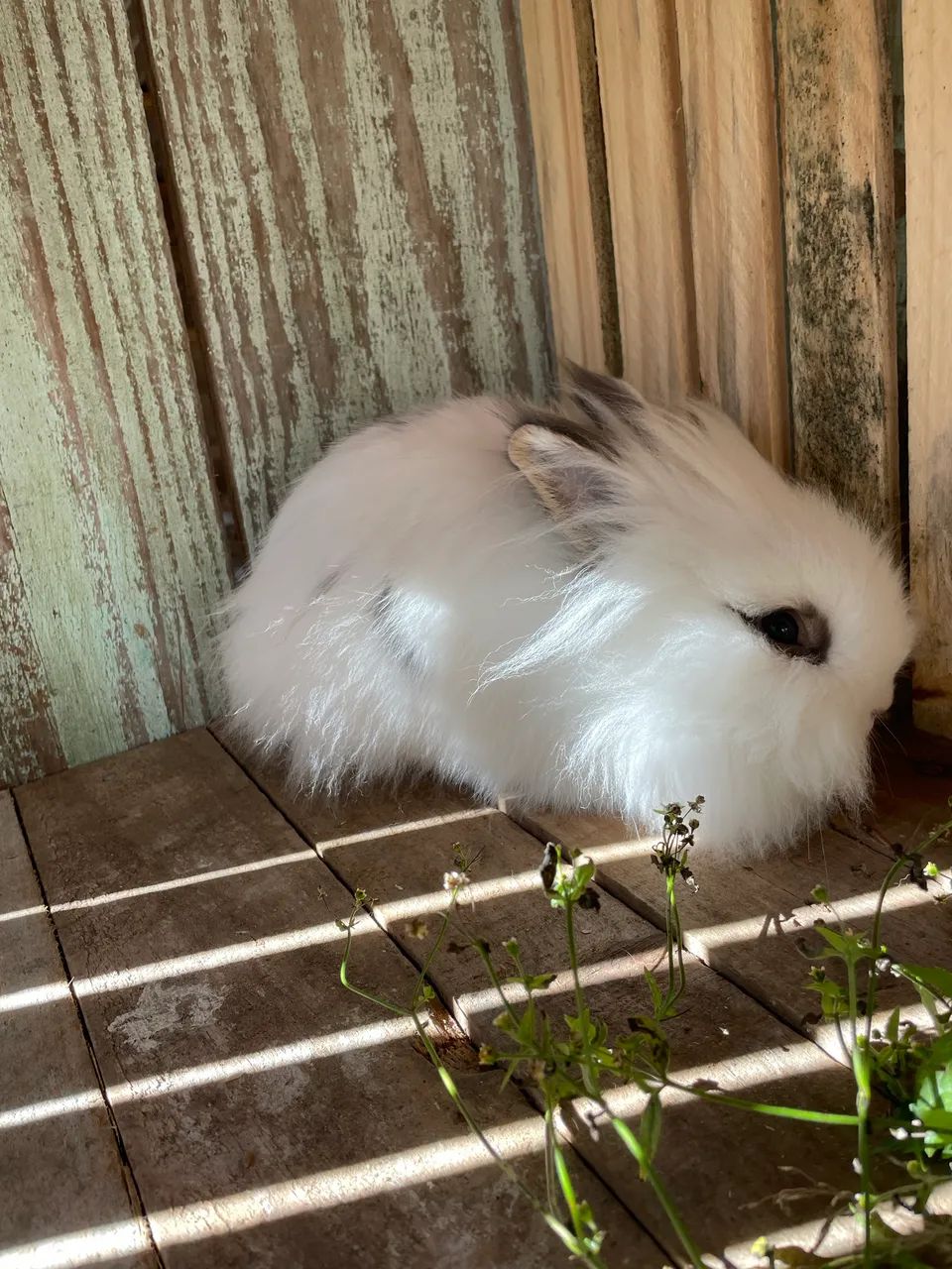 coelhos adultos 