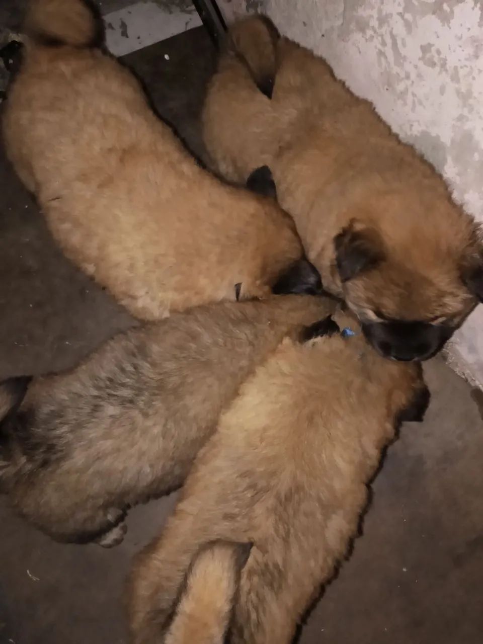 Vê do filhote de Chow chow  - Foto 2