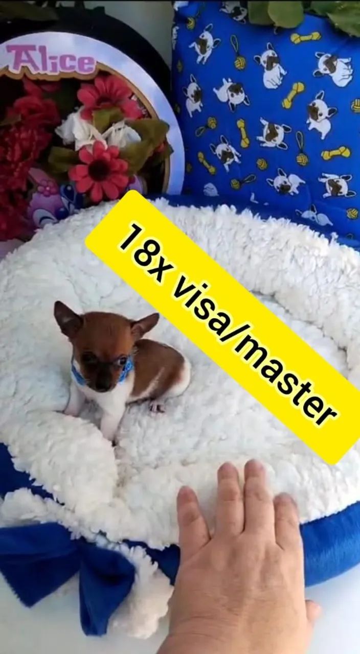 Macho pinscher 