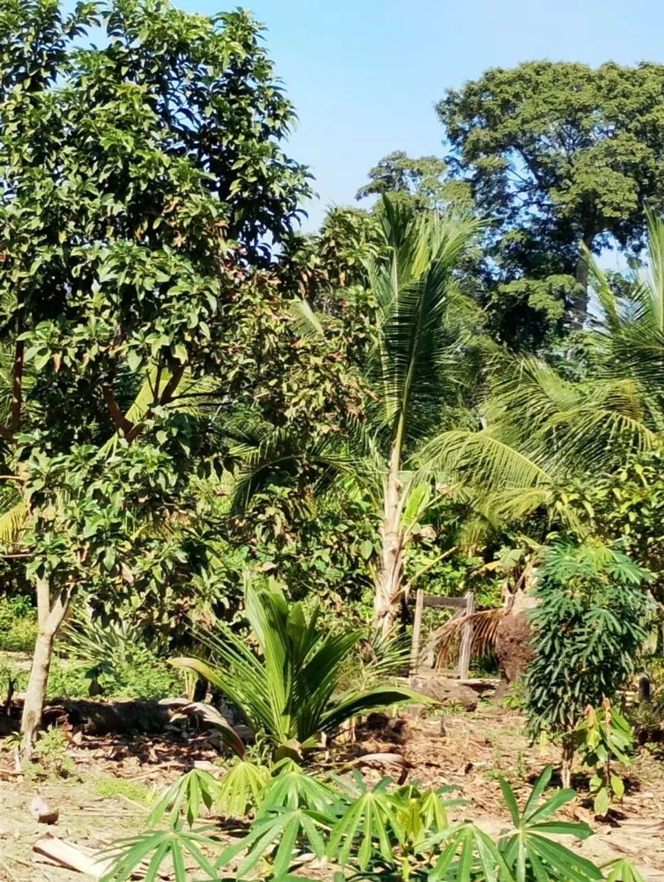 CHÁCARA PRODUTIVA A VENDA  - Foto 2