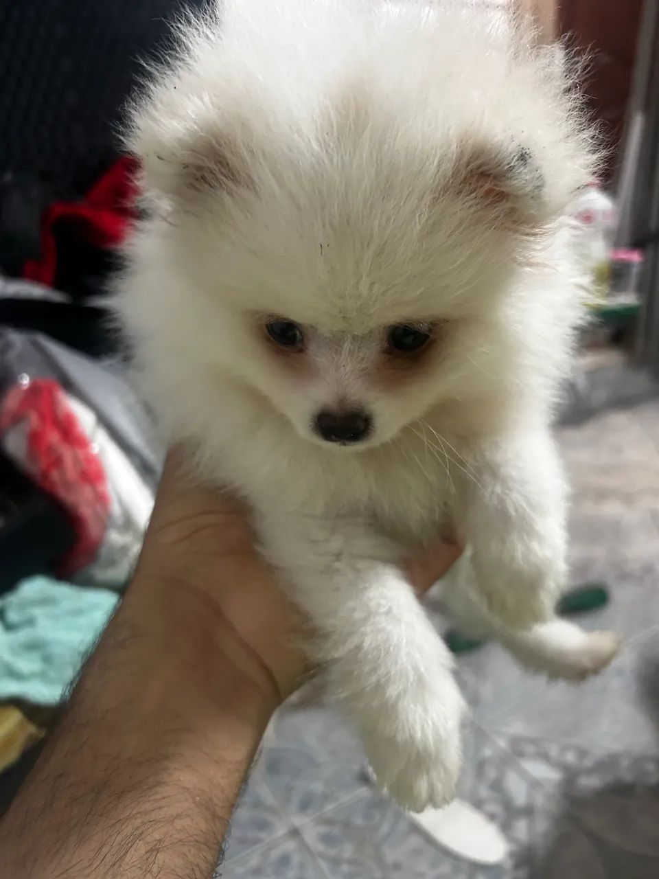 Spitz Alemão  - Foto 3