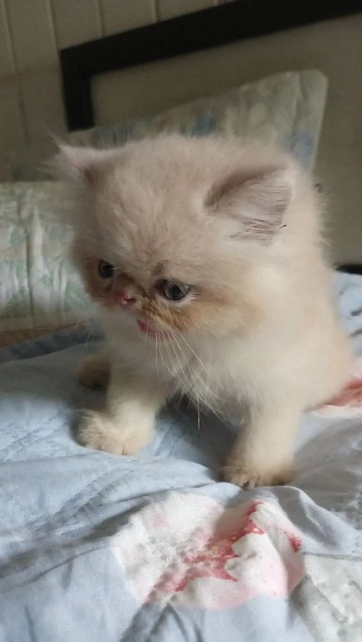 Vendo filhotes de gato persa - Foto 2