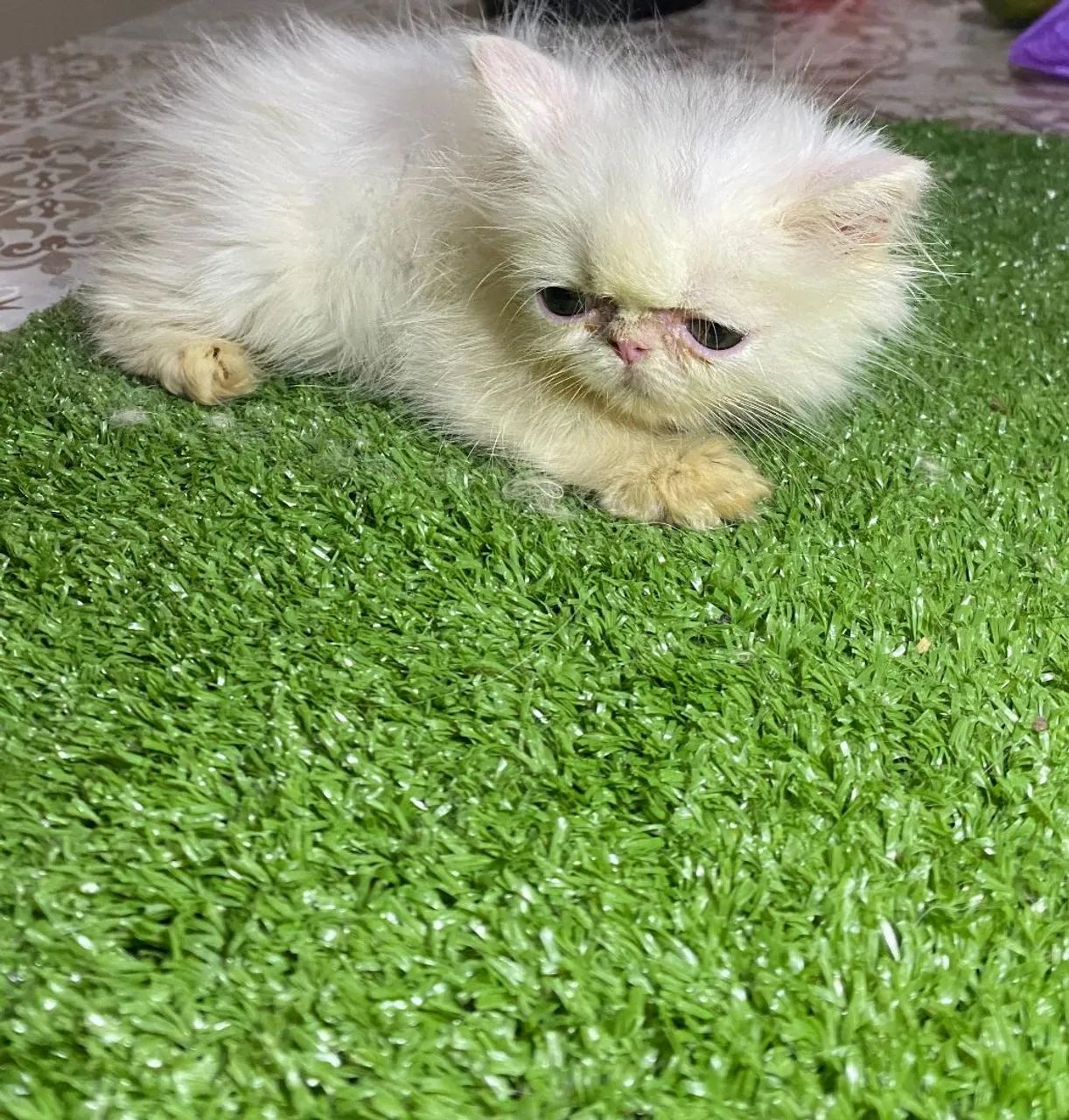 GATA PERSA BRANCA ( PROMOÇÃO)  - Foto 4