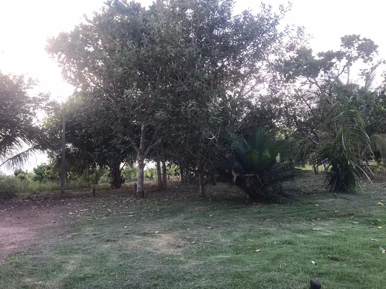 5 alqueire de terra. Ideal para quem quer criar gado