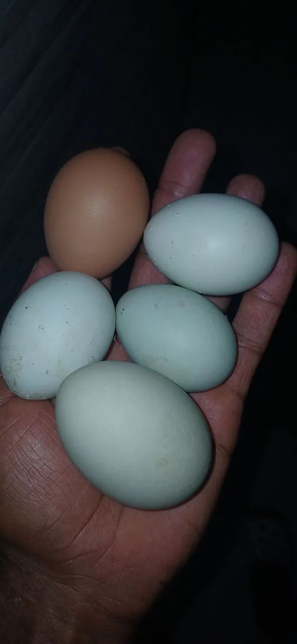 Ovos férteis  - Foto 3