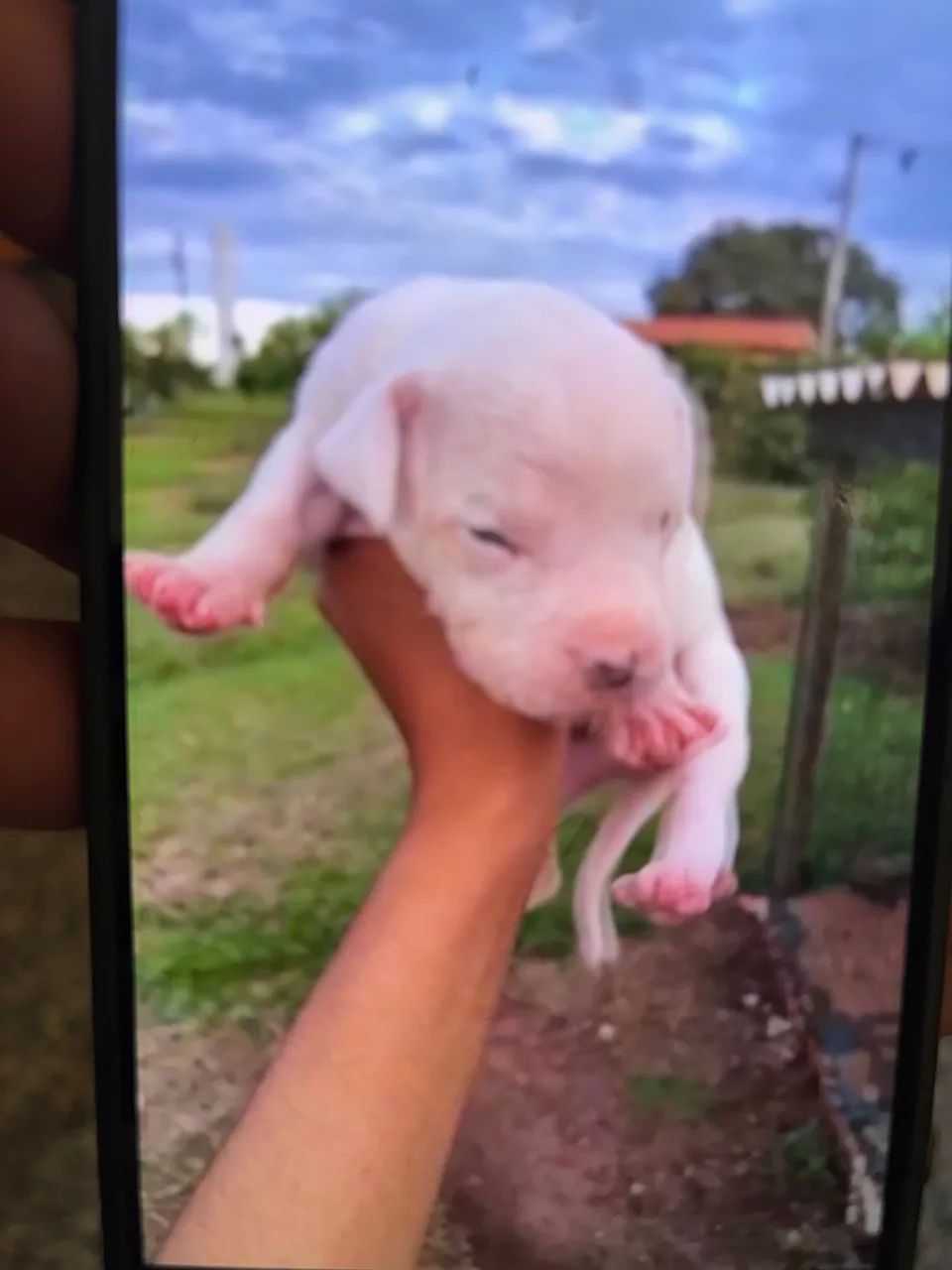 Dog Argentino  - Foto 2
