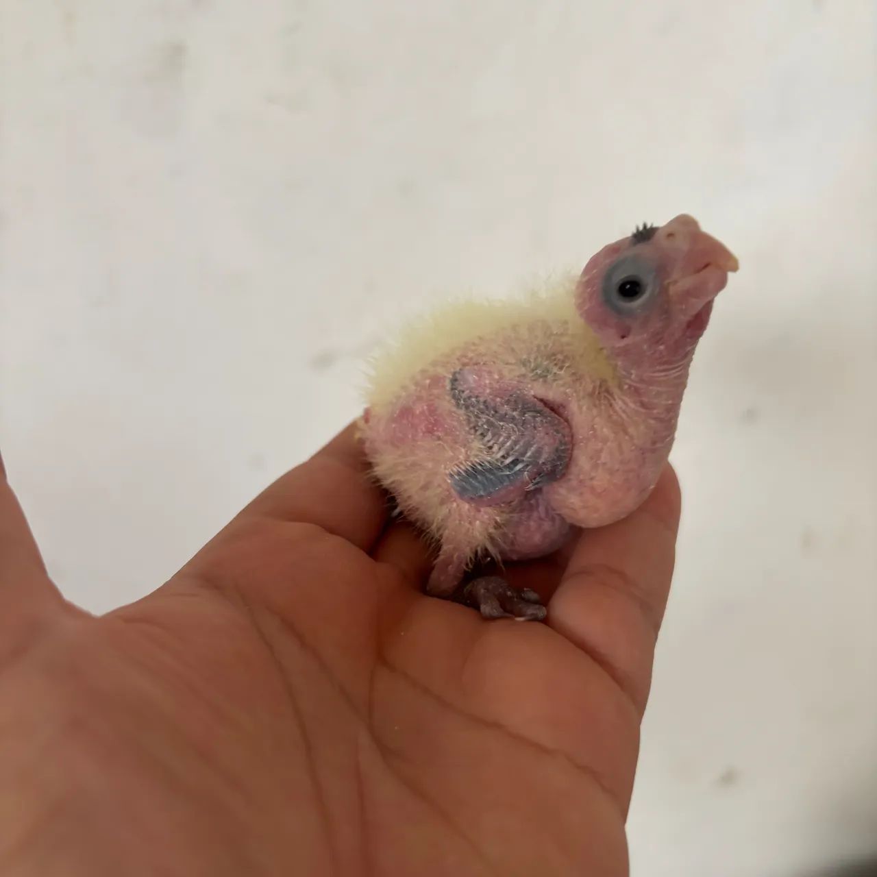 Interessados chamar no zap - Foto 5