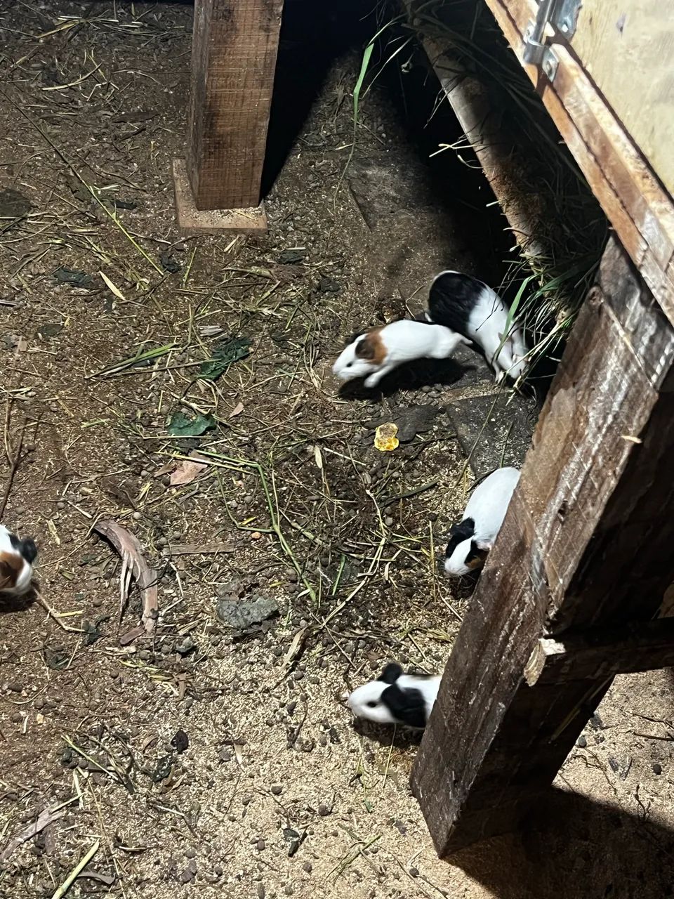 Porquinho da índia  - Foto 5