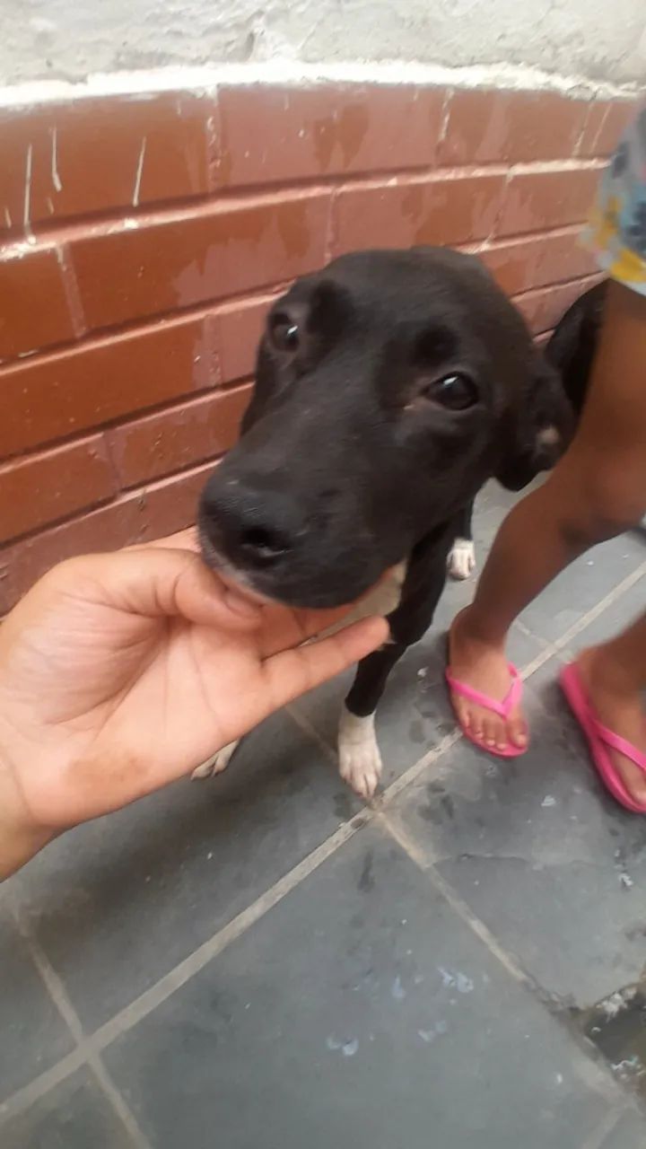 Cachorro  - Foto 2
