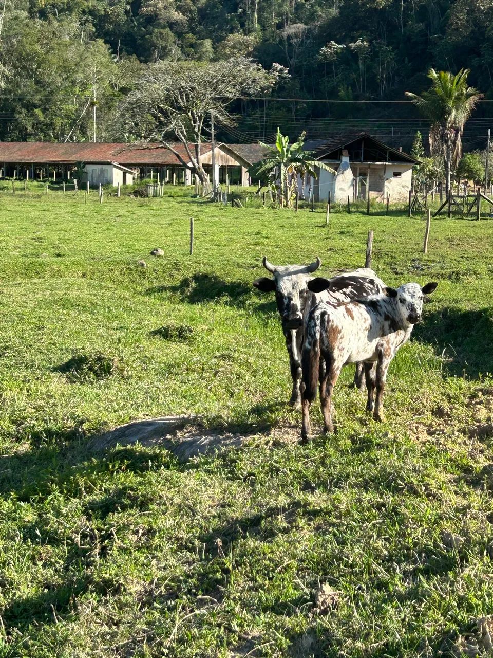 Mini vaca  - Foto 4