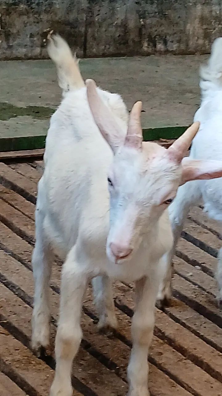 Bodinhos Sannen - Foto 3