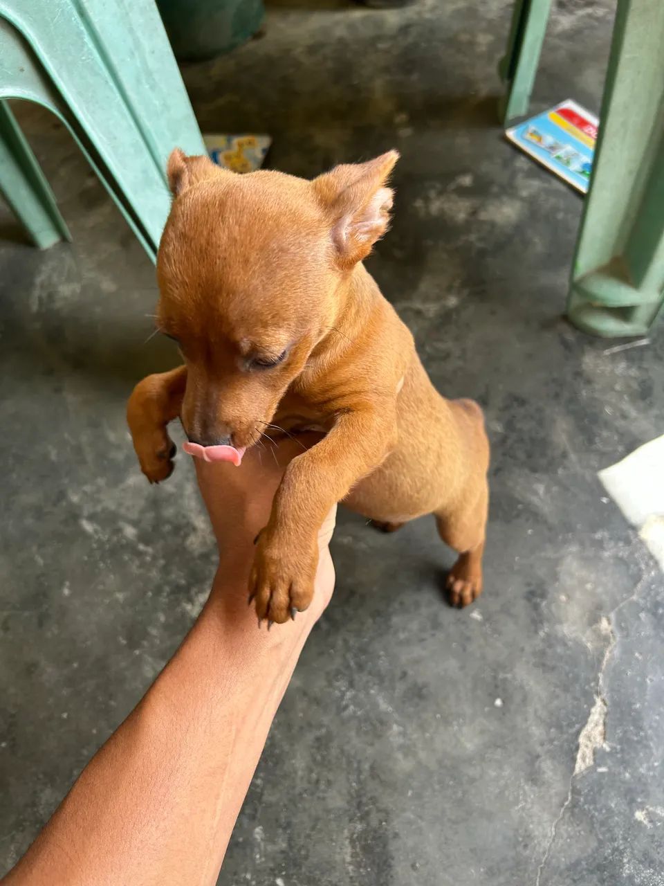 Cachorro Pinscher 1 - Foto 3